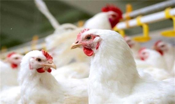 چرایی افزایش قیمت مرغ در استان مازندران/ روزهای آینده قیمت‌ها متعادل می‌شود