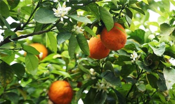 نارنج؛ ظرفیتی که هرز می‌رود/ احیای صنایع تبدیلی، حلقه مفقوده در تولیدات باغی
