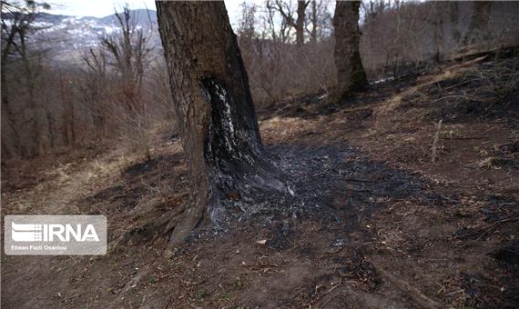 آتش‌سوزی در 2 نقطه جنگلی رامسر مهار شد