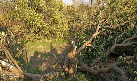 واکنش دادگستری مازندران به موضوع قطع درختان مرکبات مثمر در سوادکوه شمالی