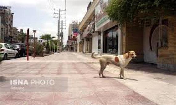 مشکلی به نام سگ های ولگرد در مازندران
