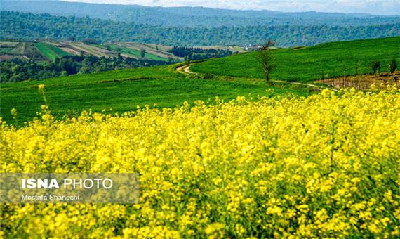 مبارزه شیمیایی در 11 هزار هکتار مزارع کلزای مازندران