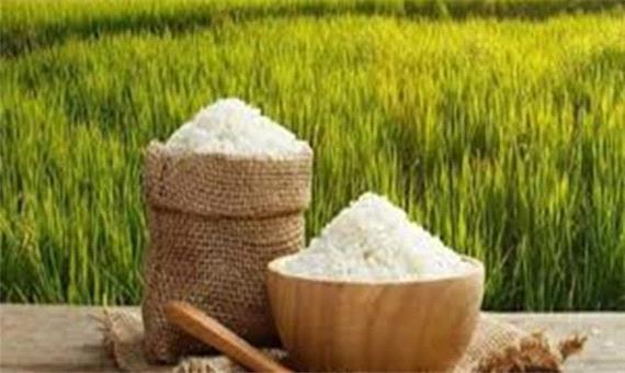 24 رقم برنج در موسسه تحقیقات برنج آمل معرفی شد