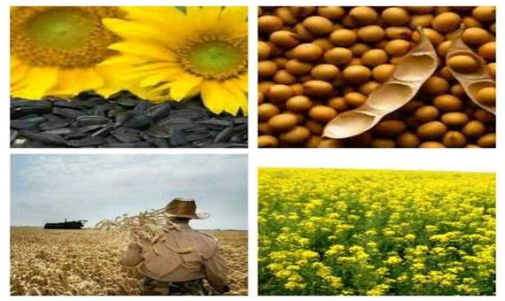 نرخ خرید تضمینی دانه های روغنی و چای در مازندران اعلام شد