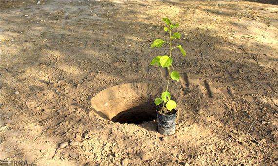 کاشت حدود نیم میلیون اصله نهال درختان هیرکانی در مازندران آغاز شد