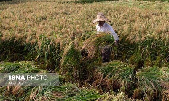 سهم 45 درصدی مازندران در تولید برنج