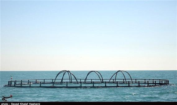 تولید ماهی در قفس در استان مازندران افزایش می‌یابد + فیلم