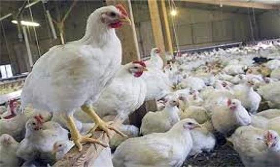 توزیع روزانه 300 تن مرغ گرم با قیمت نرخ مصوب تنظیم بازار در مازندران