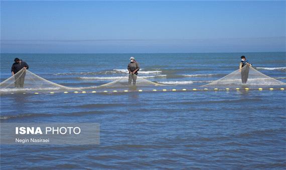 تمدید صید پره در مازندران/ بیش از 80 درصد ماهیان خاویاری بازار غیرمجاز است