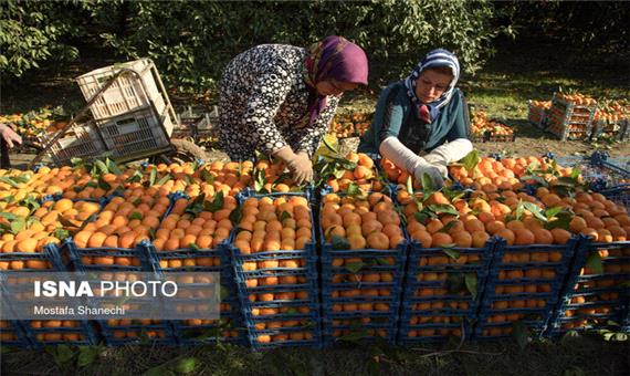 صادرات 340 تنی محصولات باغی از سوادکوه‌شمالی به روسیه و عراق