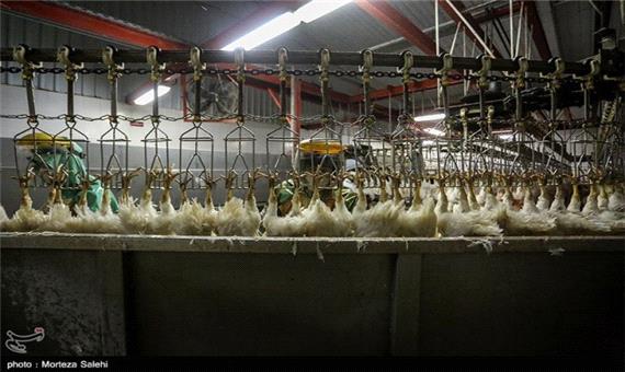 28 تن مرغ احتکار شده در مازندران کشف شد