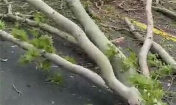 سقوط مرگبار درخت با 3 کشته و زخمی در شهرستان نکا