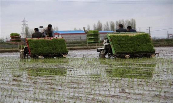 نخستین نشا مکانیزه برنج کشور در مازندران آغاز شد
