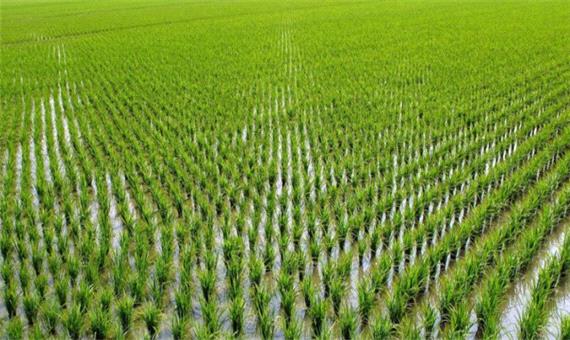 قرار گرفتن ساقه‌های سبز برنج در دل خاک/ چشم امید کشاورزان برای به بار نشستن محصول