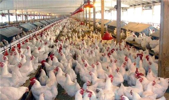 جریمه سنگین یک مرغداری در سوادکوه‌شمالی