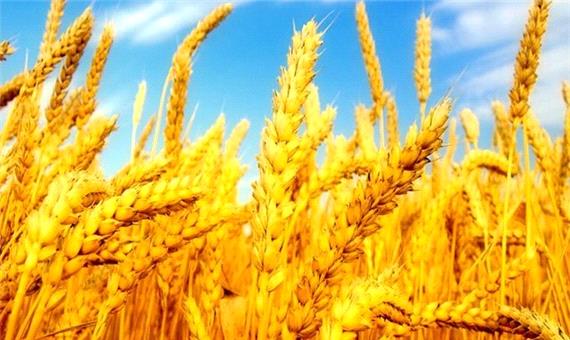 مبارزه شیمیایی با آفات 124 هزار هکتار از مزارع گندم مازندران