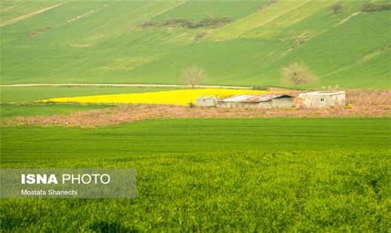 مبارزه شیمیایی در 56 هزار هکتار مزارع گندم و جو در مازندران