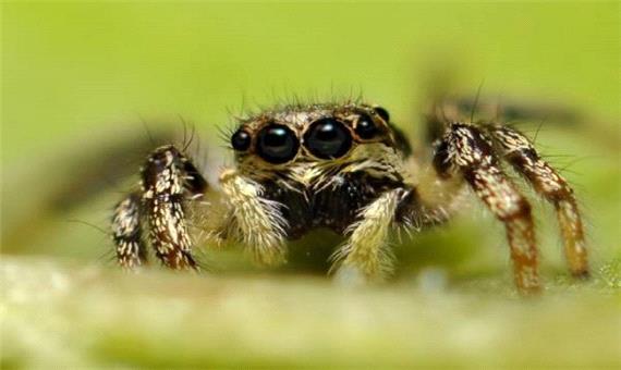 عنکبوت چه تعداد چشم دارد؟