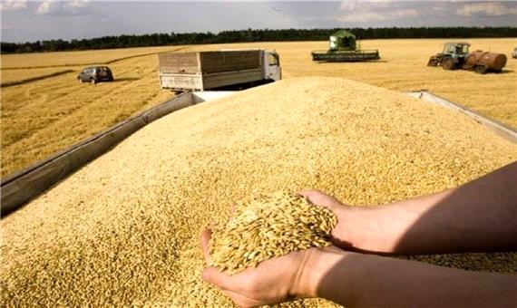 خرید گندم در مازندران از مرز 11 هزار تن گذشت