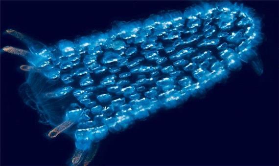 پیروزوم (تک شاخ دریایی)چیست و چرا ویژگی های علمی-تخیلی بدان نسبت داده می شود؟! (+عکس)