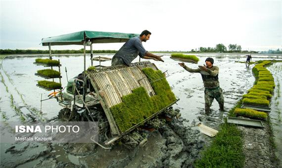 کشت مکانیزه 123 هزار هکتاری برنج در مازندران