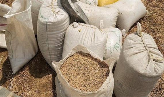 خرید تضمینی بیش از 20 هزار تن گندم از کشاورزان مازندران