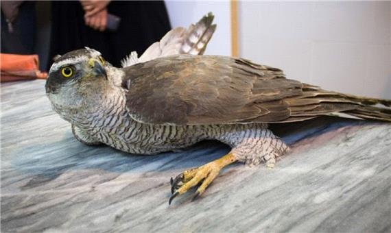 دستگیری قاچاقچی پرنده‌های کمیاب در مازندران