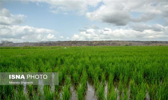 لزوم شناسایی مزارع دیرکاشت برای مدیریت آفت ساقه خوار برنج