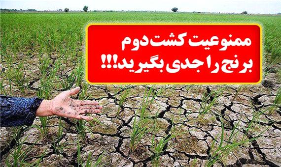 ممنوعیت کشت دوم برنج در شرق مازندران