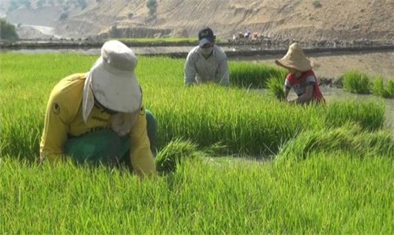 خشکه‌کاری برنج شیوه‌ راهبردی موثر برای سازگاری با خشکسالی/ مدیریت شالیزار پدری توسط یک جوان دهه هشتادی
