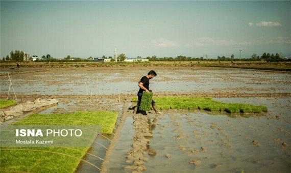 راهکاری استراتژیک برای سازگاری برنجکاران مازندرانی با خشکسالی