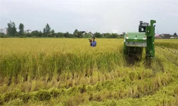 برداشت برنج در 4000 هکتار از شالیزارهای مازندران