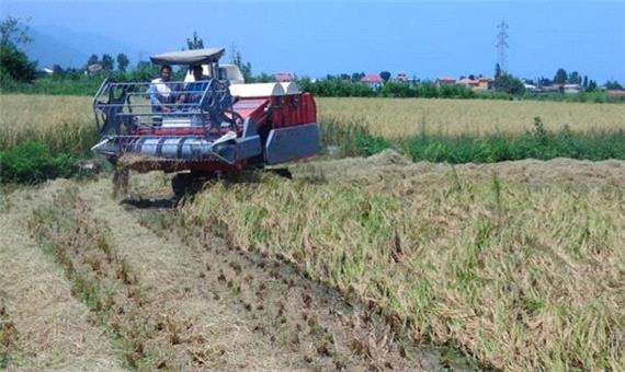 اولین برداشت برنج در مناطق کوهستانی بهشهر