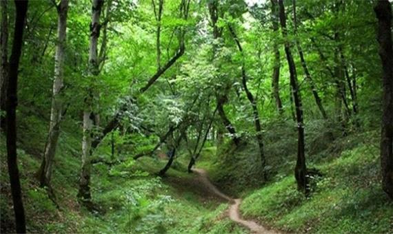 اجرای طرح جایگزین تنفس به‌زودی در جنگل‌های مازندران