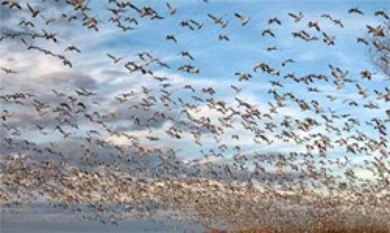 تشدید پایش‌ها باتوجه به حضور پرندگان مهاجر در مازندران