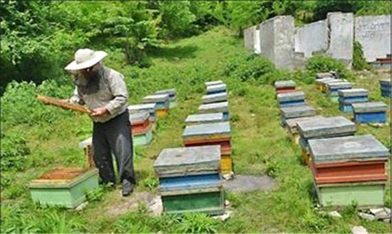 تولید 14 تن عسل سالانه در محمودآباد