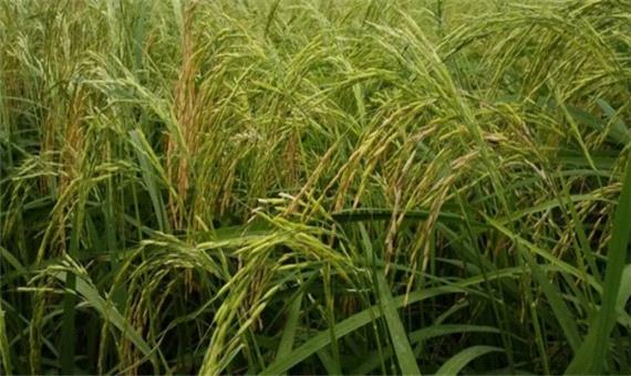 برداشت مکانیزه برنج در 200 هزار هکتار از شالیزارهای مازندران