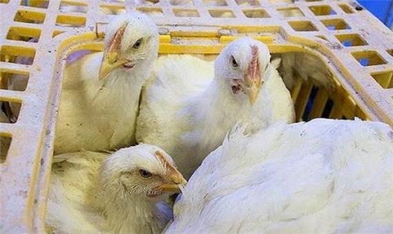 ارسال 2 هزار و 430 تن مرغ از بهشهر به کشتارگاه‌ها