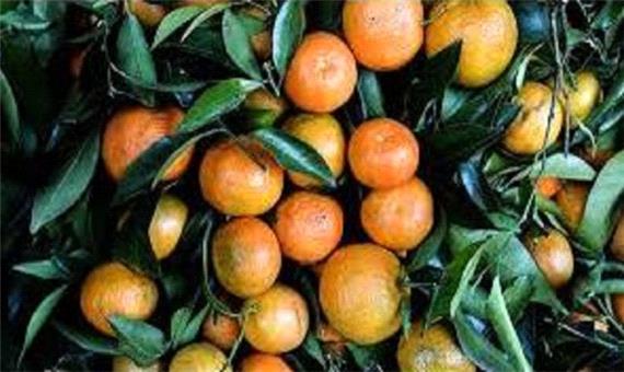 پیش بینی تولید 26 هزار تن نارنگی در آمل