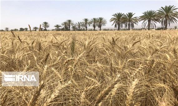 خشکسالی خودکفایی در تولید گندم را به 70 درصد کاهش داد