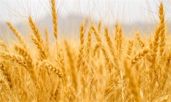 تولید 150 هزارتن گندم در مازندران/ اختصاص 28 هزار هکتار مزرعه به کشت کلزا
