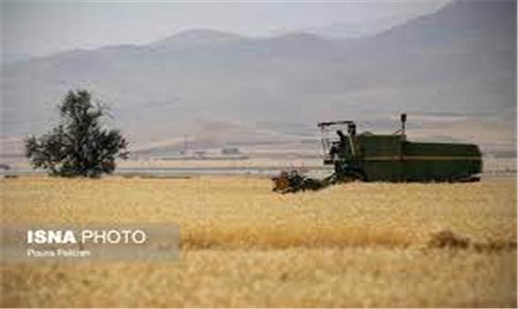 تولید 150 هزار تن گندم در مازندران