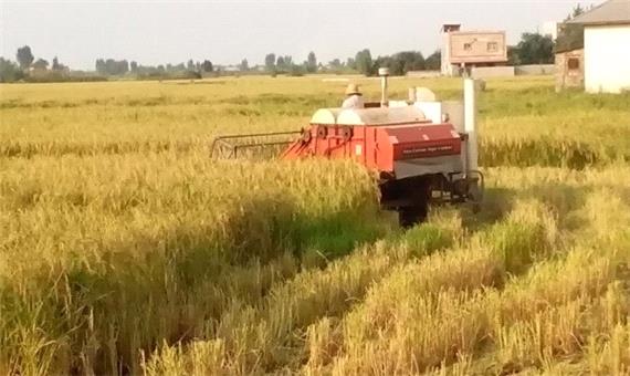 برداشت مکانیزه برنج در 210 هزار هکتار از شالیزار مازندران