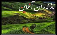 برداشت توت فرنگی از مزارع مازندران (فیلم)
