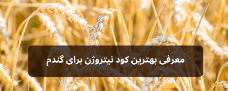 کود نیتروژن برای گندم: مقدار و نحوه مصرف برای برداشت بیشتر