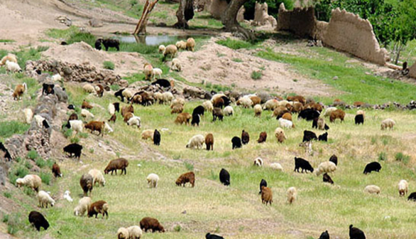 خشکسالی، کوچ عشایر از ییلاق‌های مازندران را تسریع کرد