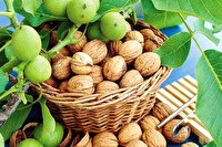 پیش‌بینی برداشت ۱۰۰۰ تن گردو از باغات چالوس