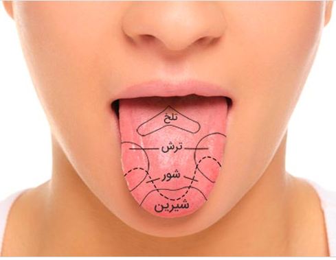ما چطور مزه‌ها را تشخیص می‌دهیم؟