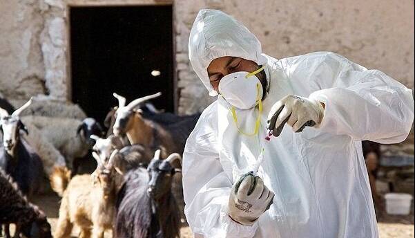 واکنش سازمان غذا و دارو به شیوع تب برفکی