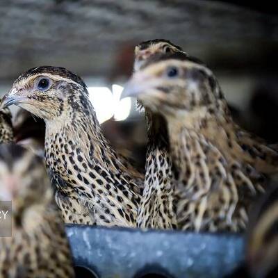 واکسیناسیون ۲ میلیون قطعه طیور بومی در مازندران انجام شد